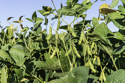 list image: Soya residues