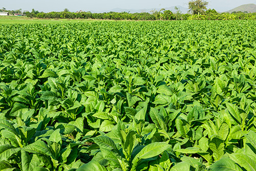 list image: Lucerne and other green leaf plants