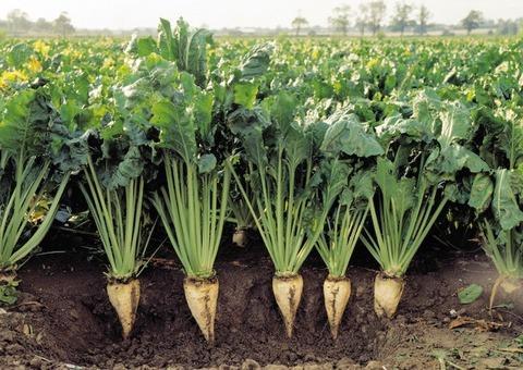 list image: Sugar beets