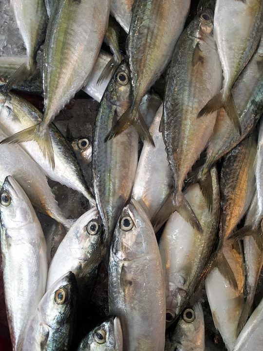 list image: Fischindustrie